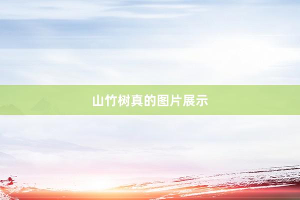山竹树真的图片展示